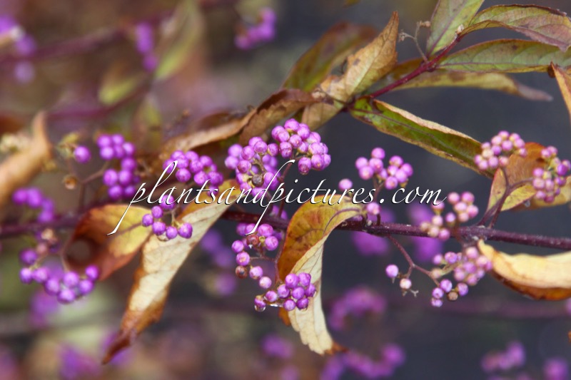 Callicarpa dichotoma ‘Early Amethyst’