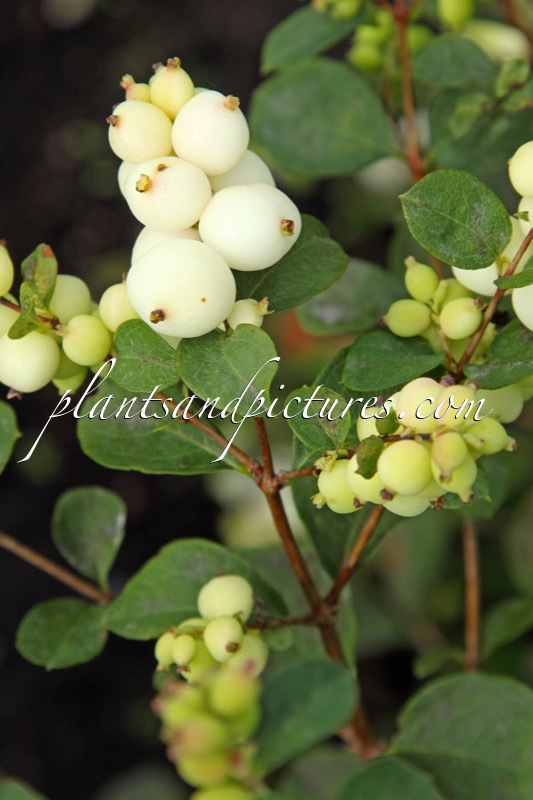 Symphoricarpos ‘Kolmgala’ (MAGICAL GALAXY; SNOW BLIZZARD)
