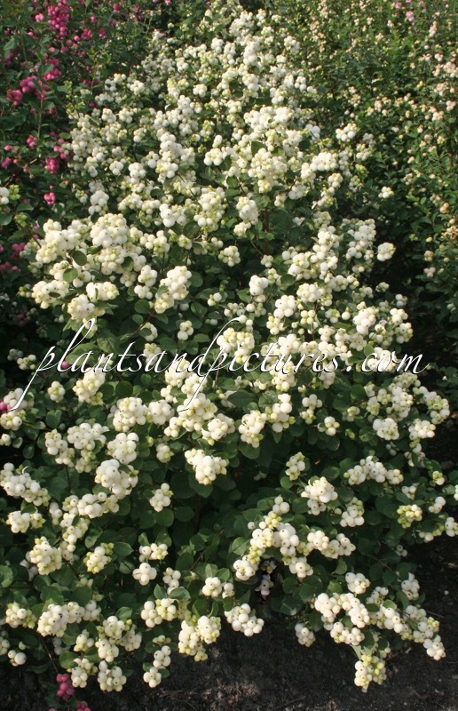 Symphoricarpos ‘Kolmgala’ (MAGICAL GALAXY; SNOW BLIZZARD)