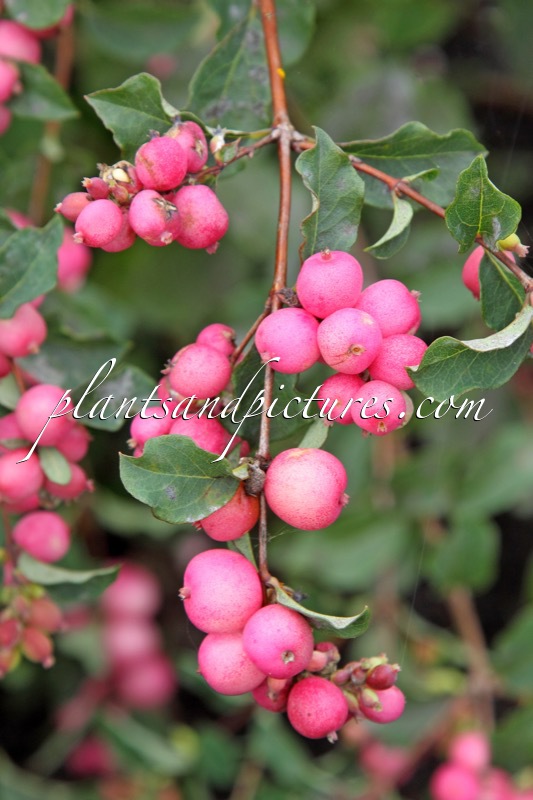 Symphoricarpos ‘Kolmcan’ (MAGICAL CANDY; PINK BLIZZARD)