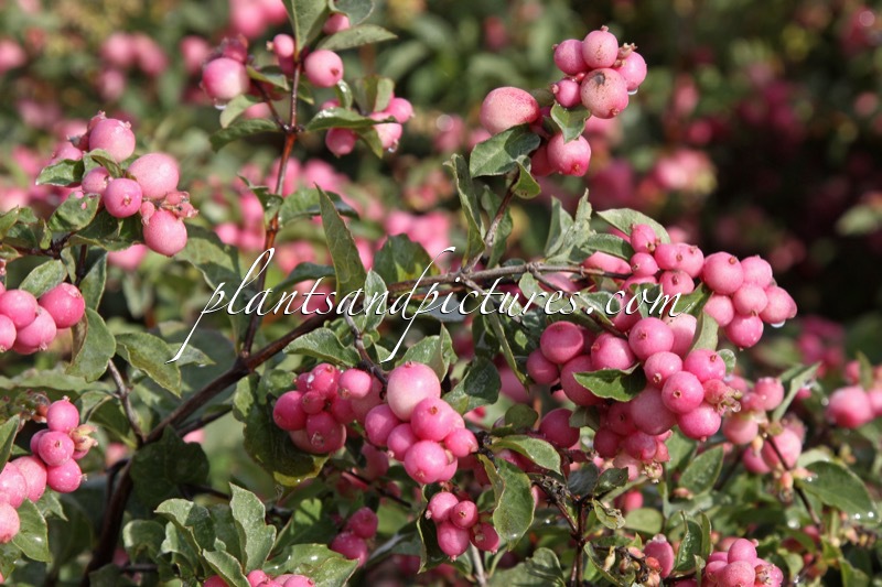 Symphoricarpos ‘Kolmcan’ (MAGICAL CANDY; PINK BLIZZARD)