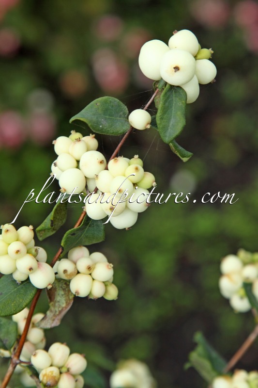 Symphoricarpos ‘Snow White’