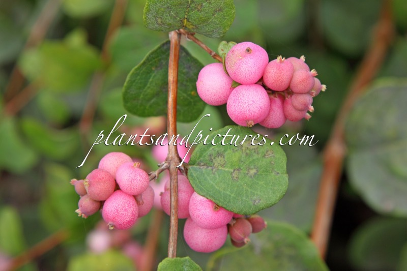 Symphoricarpos ‘Red Pearl’