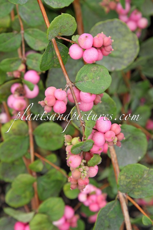 Symphoricarpos ‘Red Pearl’