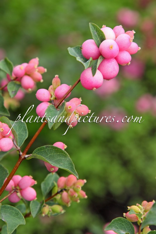 Symphoricarpos ‘Kolmaswet’ (MAGICAL SWEET)