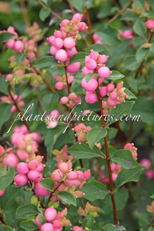 Symphoricarpos ‘Kolmaswet’ (MAGICAL SWEET)