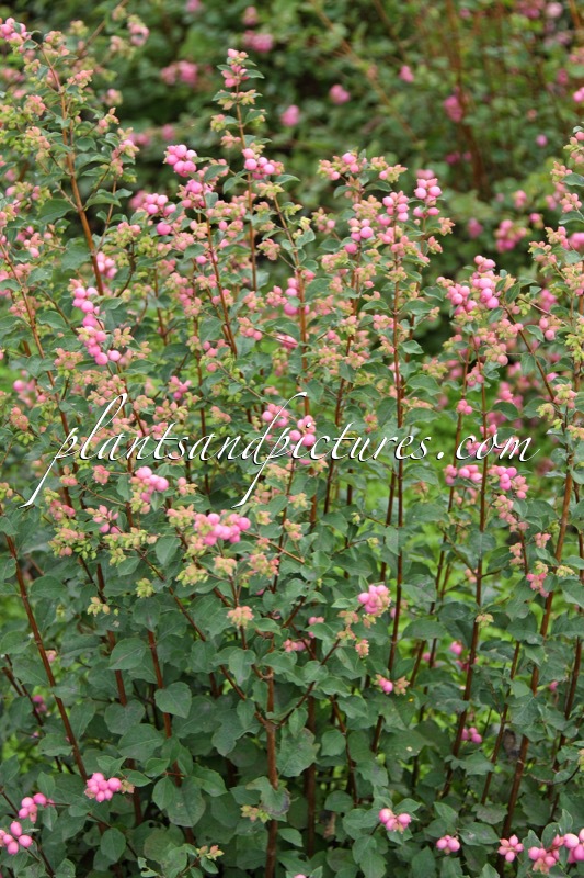 Symphoricarpos ‘Kolmaswet’ (MAGICAL SWEET)