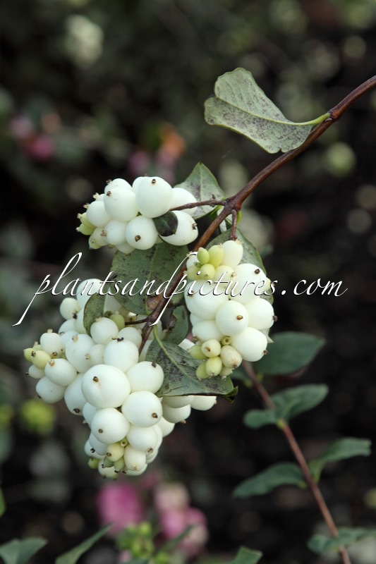 Symphoricarpos ‘Kolmagis’ (MAGICAL SNOWQUEEN)
