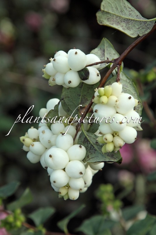 Symphoricarpos ‘Kolmagis’ (MAGICAL SNOWQUEEN)