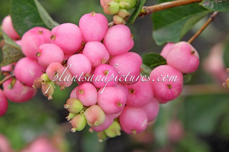 Symphoricarpos ‘Kolmaprid’ (MAGICAL PRIDE)