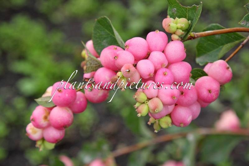 Symphoricarpos ‘Kolmaprid’ (MAGICAL PRIDE)