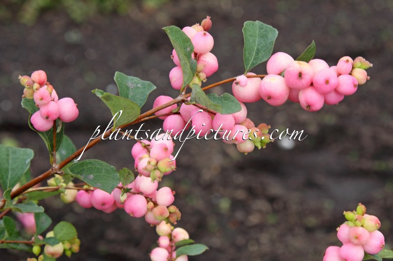 Symphoricarpos ‘Kolmaprid’ (MAGICAL PRIDE)