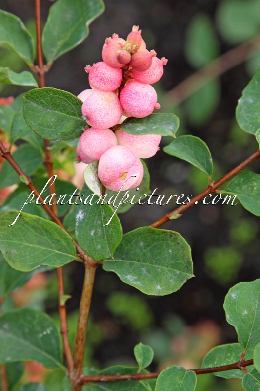Symphoricarpos ‘Kolmajo’ (MAGICAL JOY)