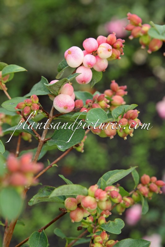 Symphoricarpos ‘Kolmajo’ (MAGICAL JOY)