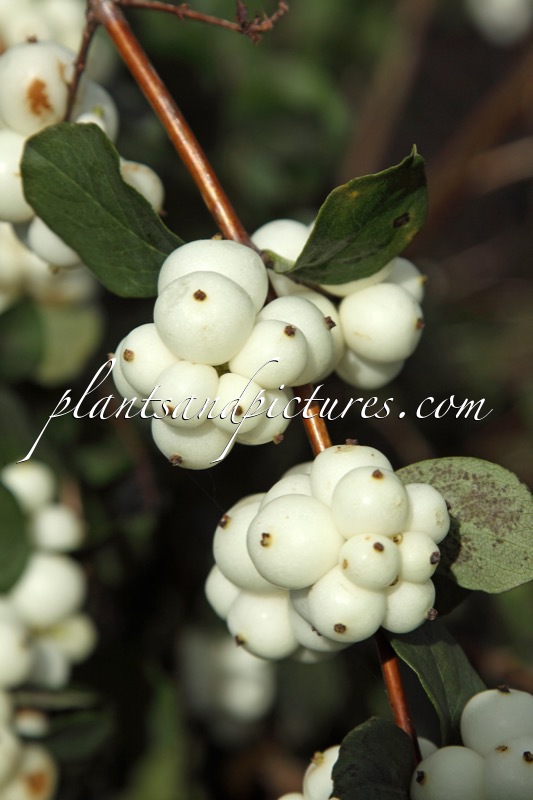 Symphoricarpos ‘Kolmava’ (MAGICAL AVALANCHE)