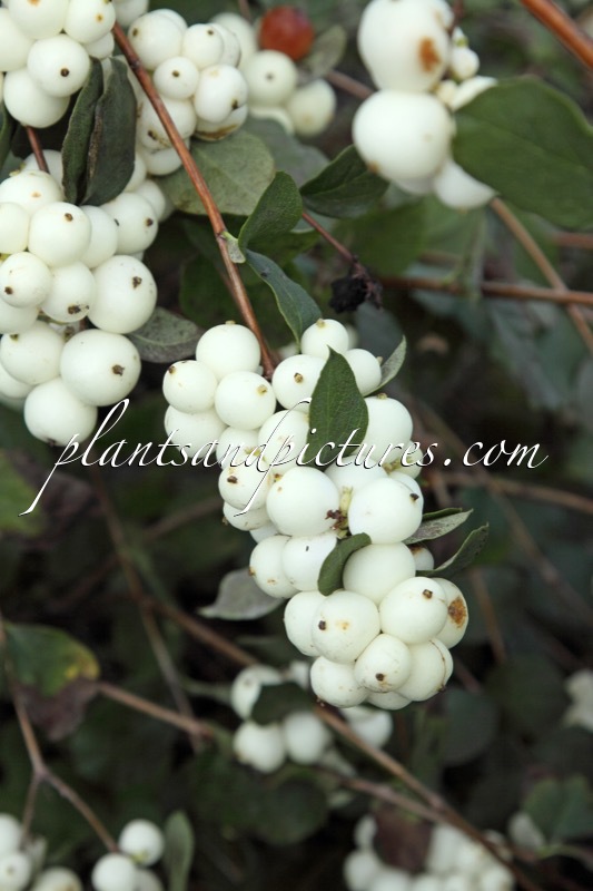Symphoricarpos ‘Kolmava’ (MAGICAL AVALANCHE)