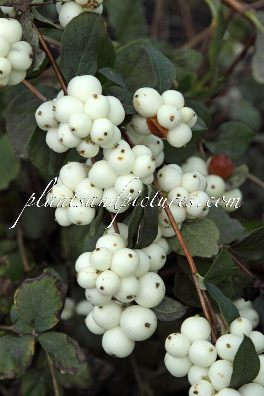 Symphoricarpos ‘Kolmava’ (MAGICAL AVALANCHE)