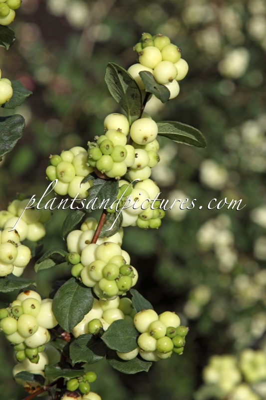 Symphoricarpos ‘Kolgreep’ (GREENPEARL FANTASY)