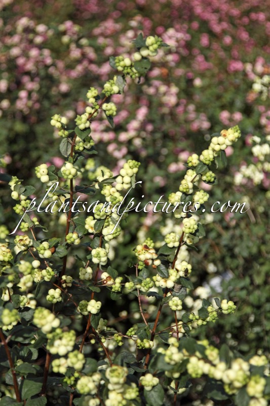 Symphoricarpos ‘Kolgreep’ (GREENPEARL FANTASY)