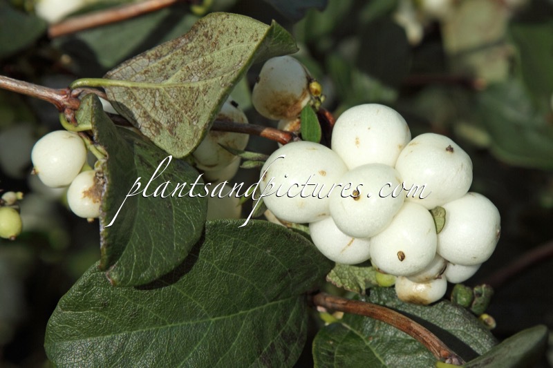 Symphoricarpos ‘White Hedge’