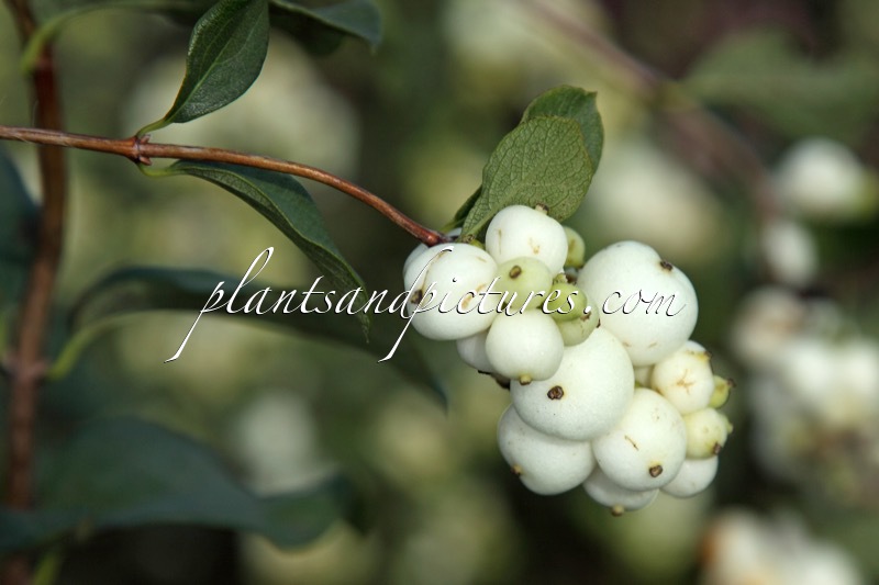 Symphoricarpos ‘White Hedge’