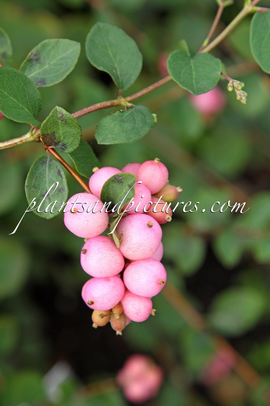Symphoricarpos ‘Amethyst’