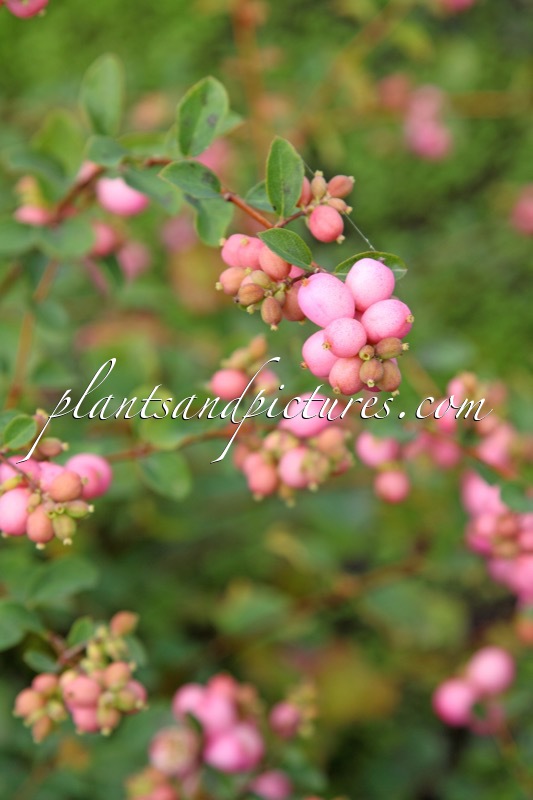 Symphoricarpos ‘Amethyst’