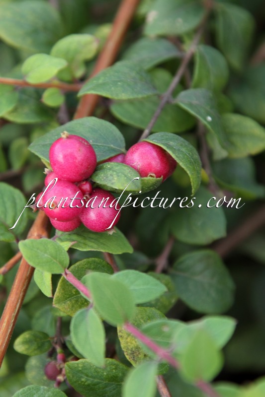 Symphoricarpos chenaultii ‘Darhalo’ (HANCOCK LOW)