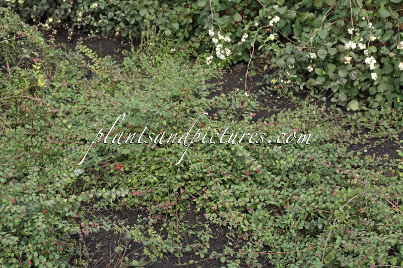 Symphoricarpos chenaultii ‘Darhalo’ (HANCOCK LOW)