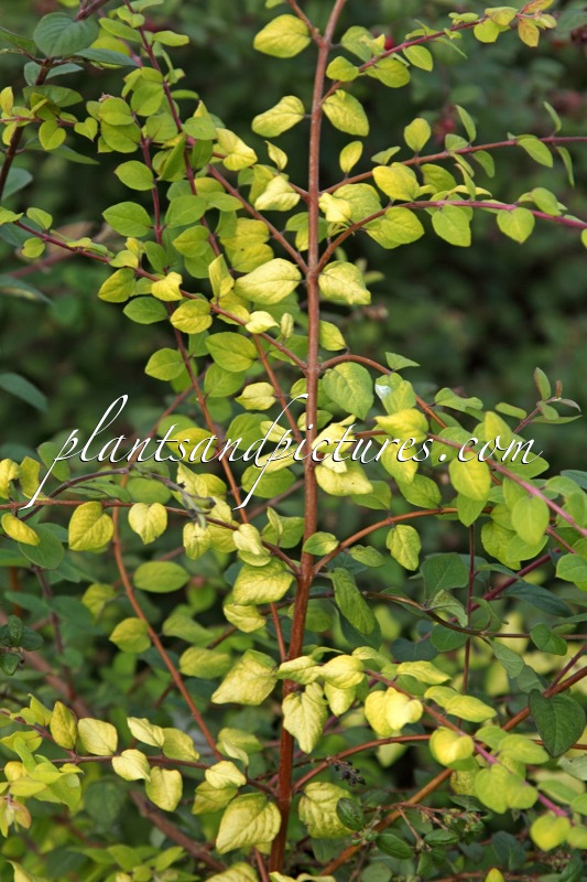 Symphoricarpos chenaultii ‘Brain de Soleil’