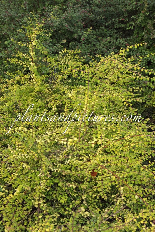 Symphoricarpos chenaultii ‘Brain de Soleil’