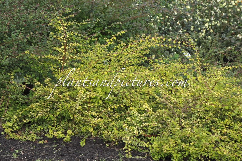 Symphoricarpos chenaultii ‘Brain de Soleil’