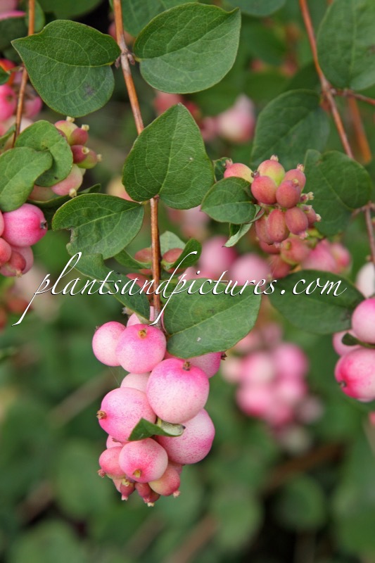 Symphoricarpos ‘Kolcharm’ (CHARMING FANTASY)