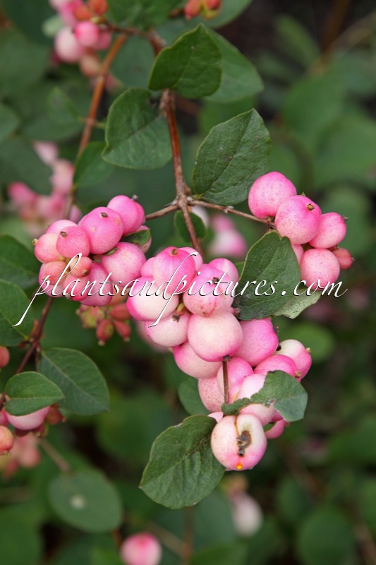 Symphoricarpos ‘Kolcharm’ (CHARMING FANTASY)