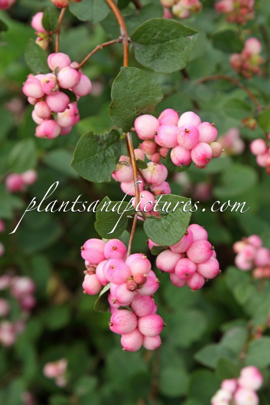 Symphoricarpos ‘Kolcharm’ (CHARMING FANTASY)
