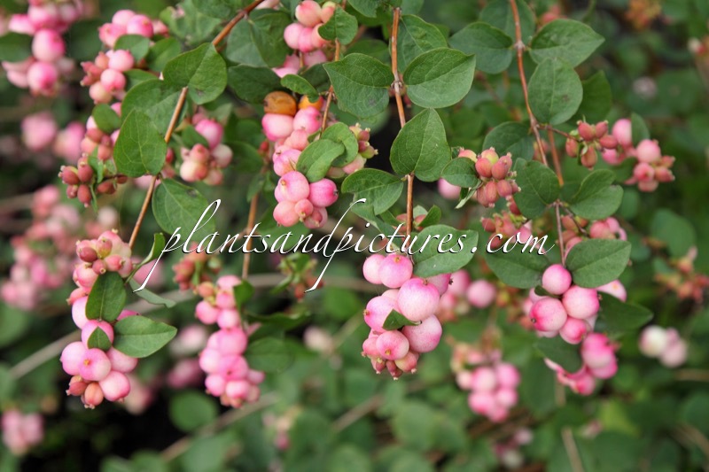 Symphoricarpos ‘Kolcharm’ (CHARMING FANTASY)