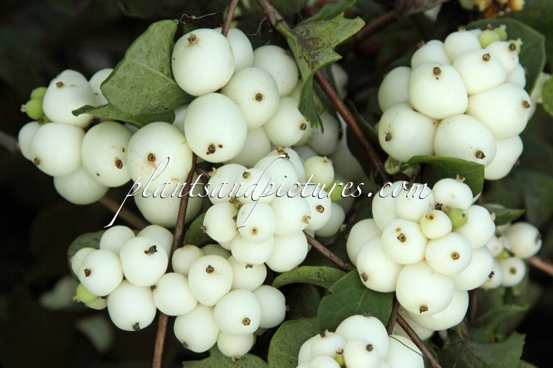 Symphoricarpos ‘Bokrabright’ (BRIGHT FANTASY)