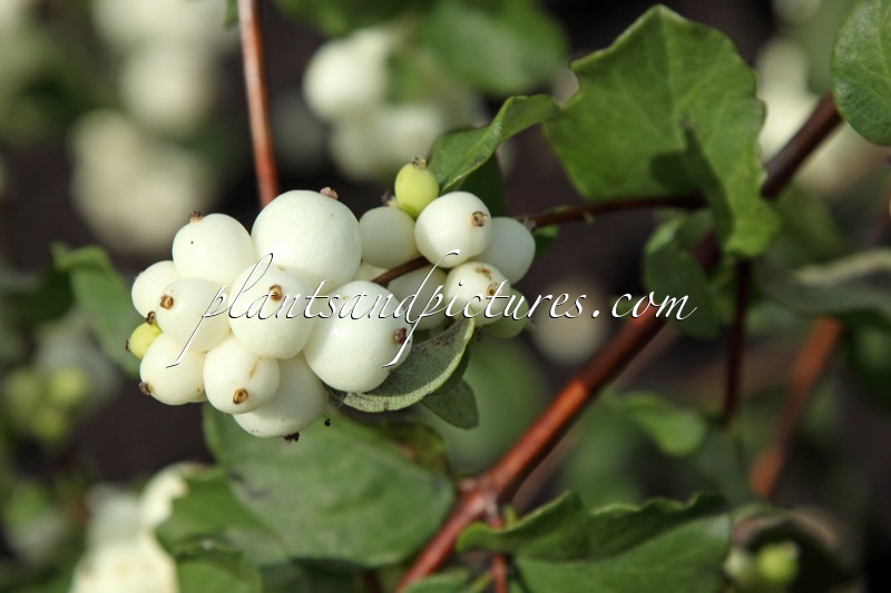 Symphoricarpos ‘Bokrabright’ (BRIGHT FANTASY)