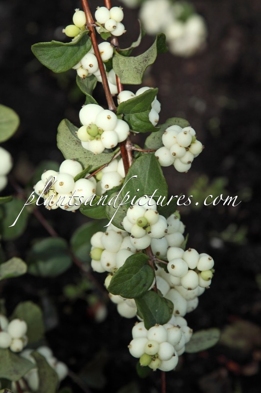 Symphoricarpos ‘Bokrabright’ (BRIGHT FANTASY)