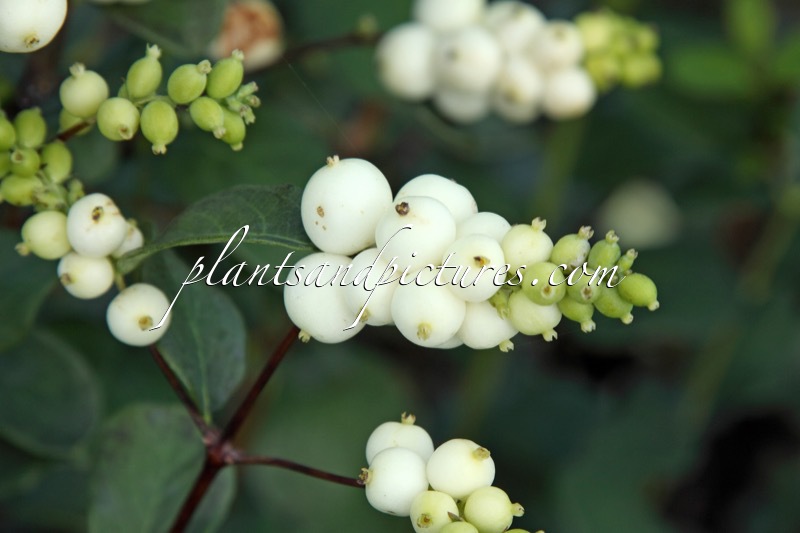 Symphoricarpos ‘White Pearl’
