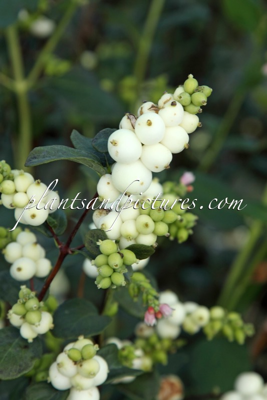 Symphoricarpos ‘White Pearl’