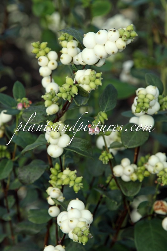 Symphoricarpos ‘White Pearl’