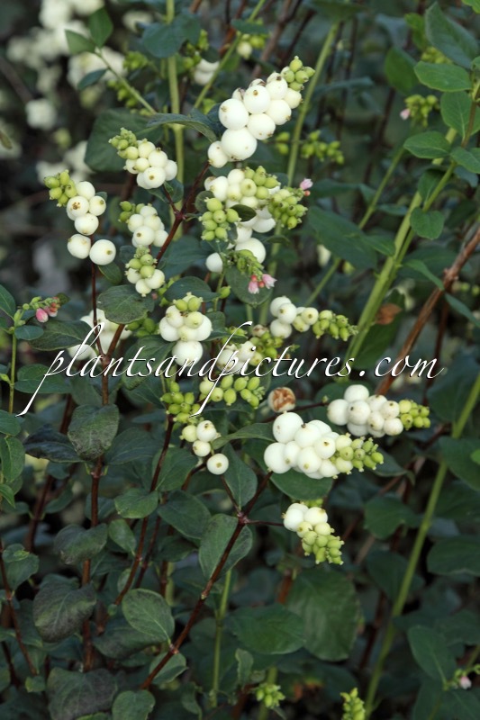 Symphoricarpos ‘White Pearl’