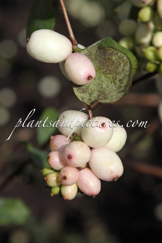 Symphoricarpos ‘Turesson’