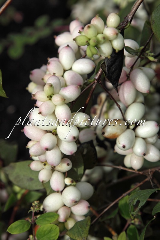 Symphoricarpos ‘Turesson’