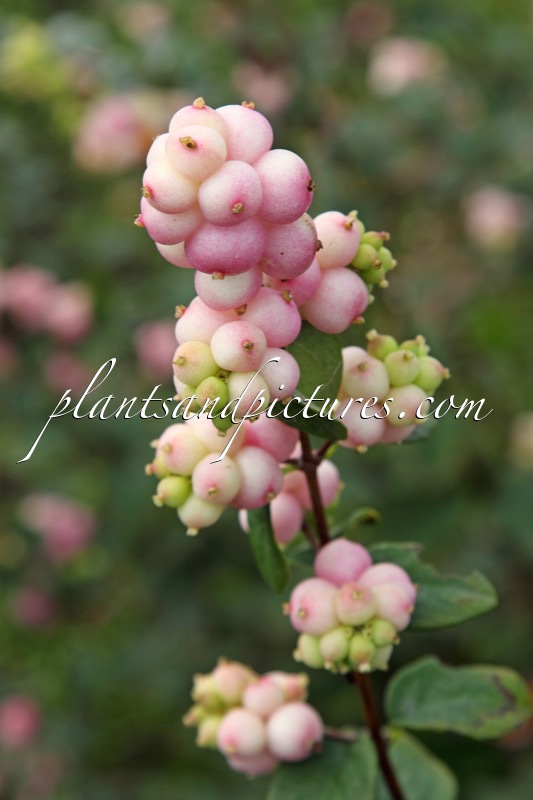 Symphoricarpos ‘Laura’