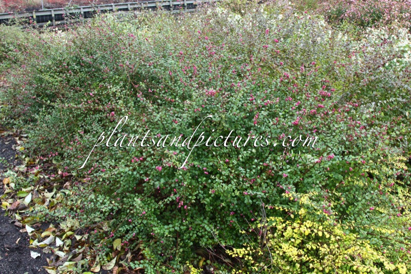 Symphoricarpos chenaultii
