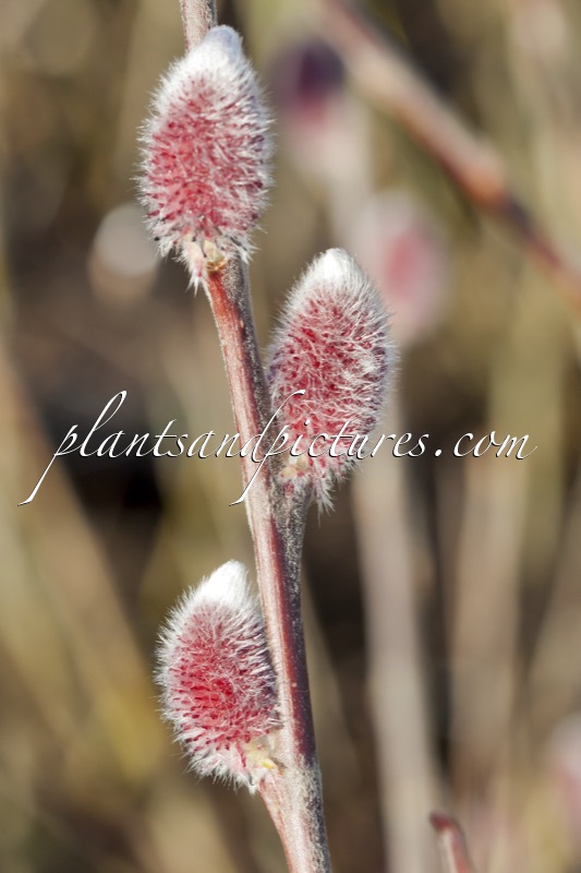 Salix gracilis ‘Mount Aso’