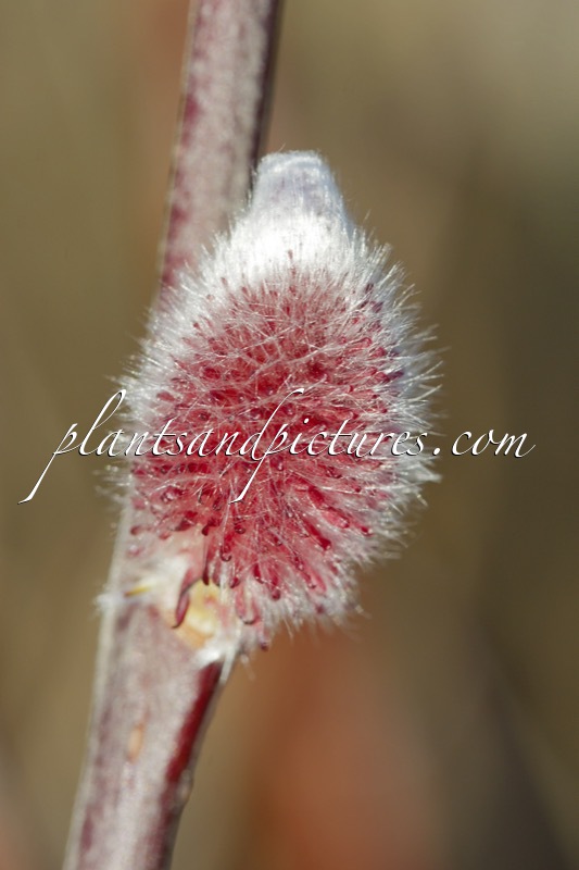 Salix gracilis ‘Mount Aso’