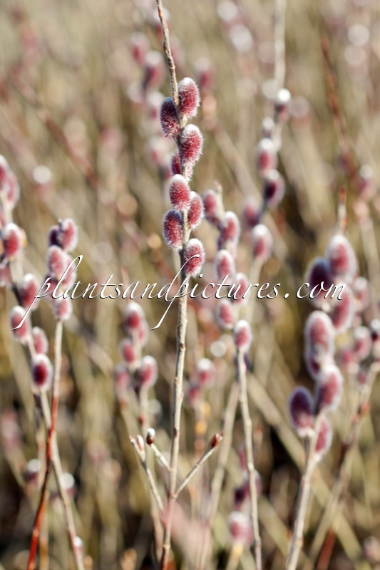 Salix gracilis ‘Mount Aso’